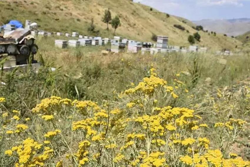 Bitlis'te hiç bir zaman böylesi görülmedi: 15 kilonun altına düşünce ritim bozuldu