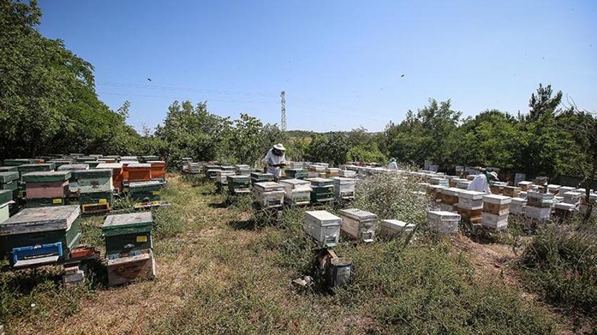 Kilosunu 10 gram altın fiyatına satıyorlar! Bursa'da 4 arkadaş işlerinden istifa edip süt üretmeye başladı