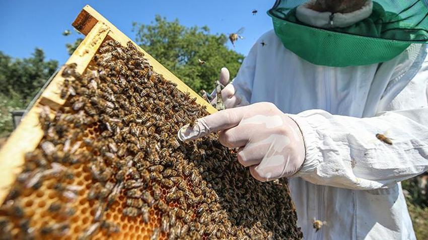 Kilosunu 10 gram altın fiyatına satıyorlar! Bursa'da 4 arkadaş işlerinden istifa edip süt üretmeye başladı