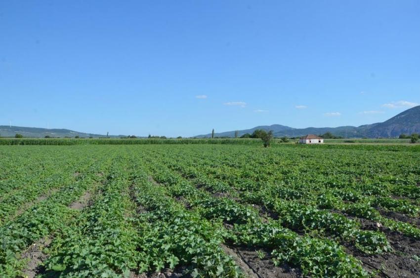 Manisa'da 10 bin dekarda ekim başladı: 300 yıllık tohum geleneği var