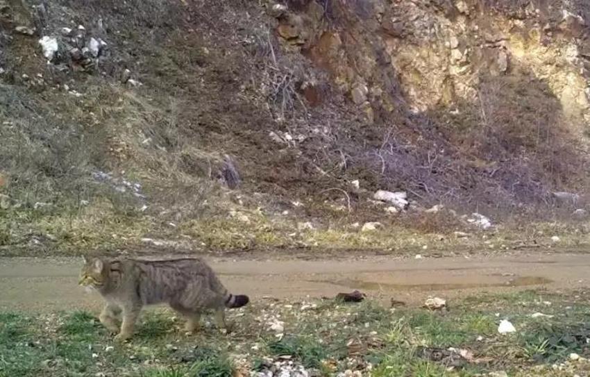 Ev kedilerinin atası Bursa'da fotokapana yakalandı: Kameraya poz verdi, keyif yaptı!