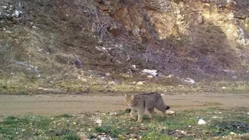 Ev kedilerinin atası Bursa'da fotokapana yakalandı: Kameraya poz verdi, keyif yaptı!