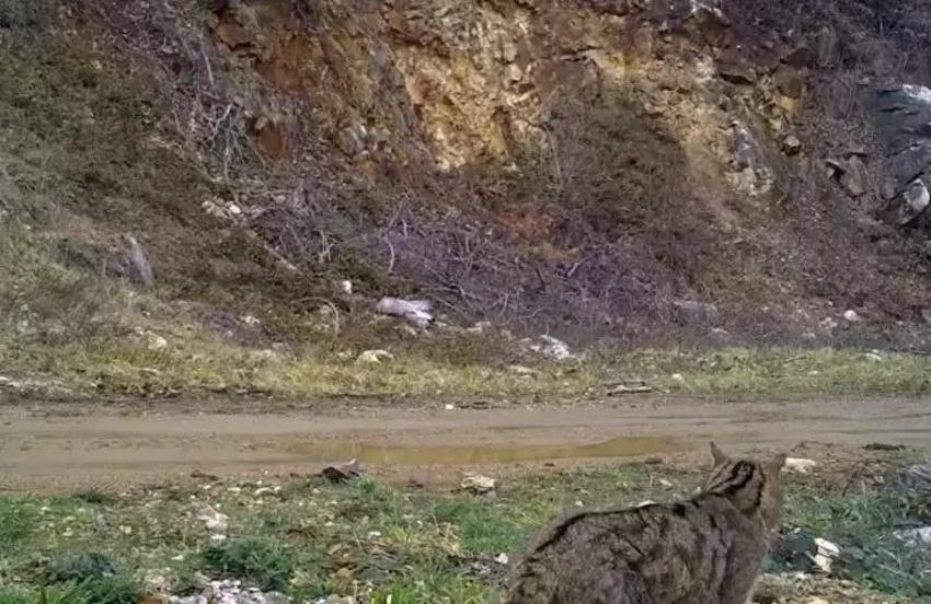 Ev kedilerinin atası Bursa'da fotokapana yakalandı: Kameraya poz verdi, keyif yaptı!