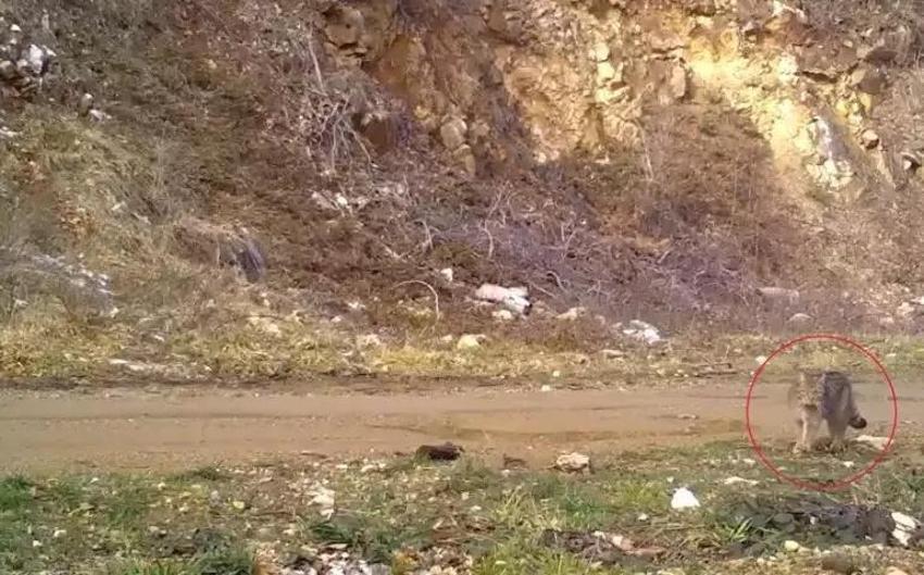 Ev kedilerinin atası Bursa'da fotokapana yakalandı: Kameraya poz verdi, keyif yaptı!