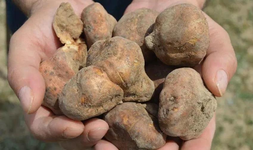 Sezon başladı define arar gibi aranıyor: Konya'da kıtlık var, Niğde'de kendiliğinden yetişiyor 'Etten pahalı'