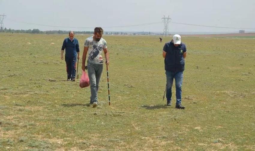 Sezon başladı define arar gibi aranıyor: Konya'da kıtlık var, Niğde'de kendiliğinden yetişiyor 'Etten pahalı'
