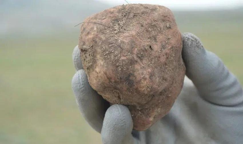 Sezon başladı define arar gibi aranıyor: Konya'da kıtlık var, Niğde'de kendiliğinden yetişiyor 'Etten pahalı'