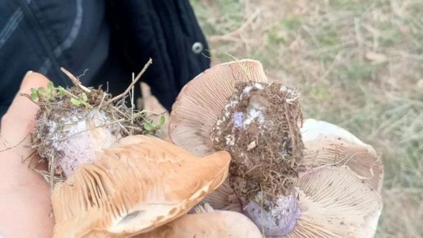 Sezon başladı define arar gibi aranıyor: Konya'da kıtlık var, Niğde'de kendiliğinden yetişiyor 'Etten pahalı'