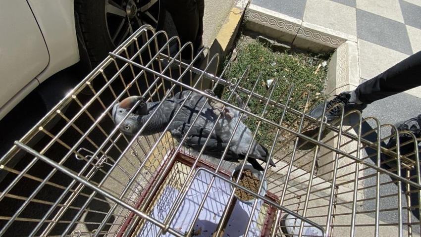 Elindeki kafeste hazine taşıyordu: Kırmızı listedeydi cadde üzerinde yakalandı