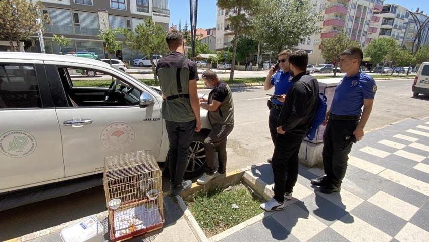 Elindeki kafeste hazine taşıyordu: Kırmızı listedeydi cadde üzerinde yakalandı