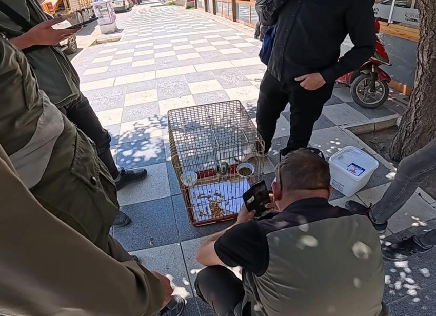 Elindeki kafeste hazine taşıyordu: Kırmızı listedeydi cadde üzerinde yakalandı