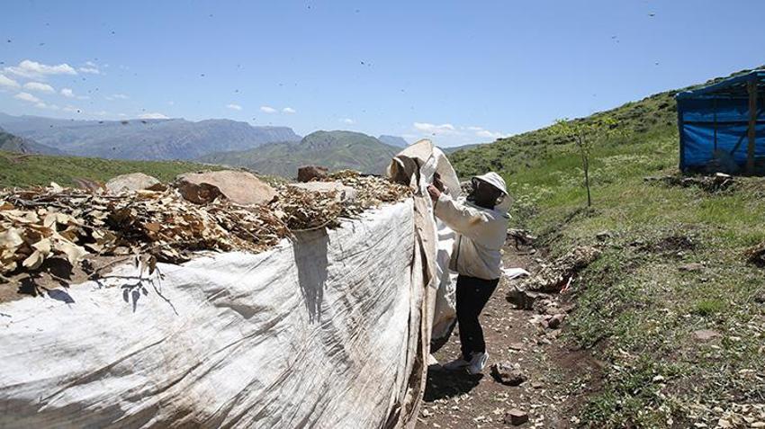 Siirt'in dağlarında çalışarak para kazanıyorlar! 'Babamın dedesinden beri bu işi yapıyoruz'