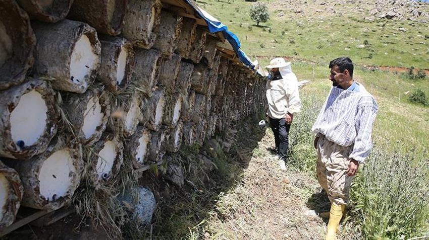 Siirt'in dağlarında çalışarak para kazanıyorlar! 'Babamın dedesinden beri bu işi yapıyoruz'