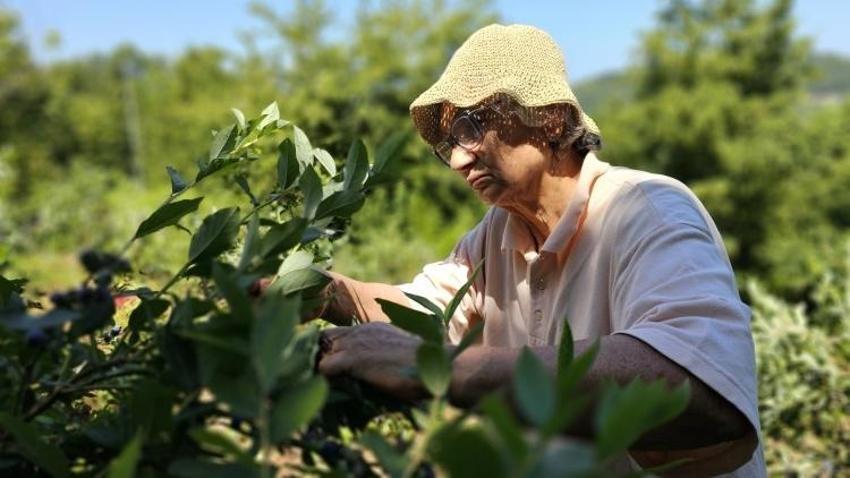Tüm malvarlığını Polonya'dan getirdiği tohuma yatırdı! Zonguldak arazisinde 500 kilo elde etti: 'Para için yapmadım'