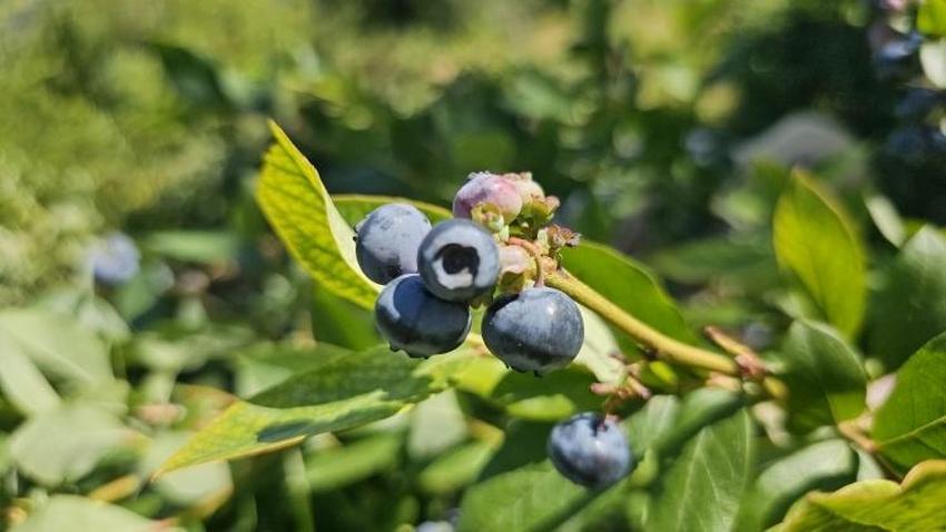 Tüm malvarlığını Polonya'dan getirdiği tohuma yatırdı! Zonguldak arazisinde 500 kilo elde etti: 'Para için yapmadım'