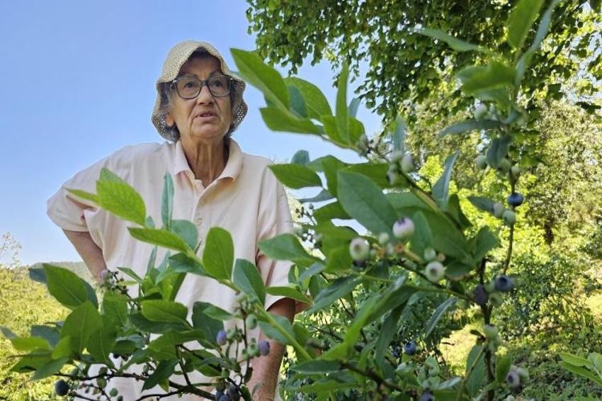 Tüm malvarlığını Polonya'dan getirdiği tohuma yatırdı! Zonguldak arazisinde 500 kilo elde etti: 'Para için yapmadım'