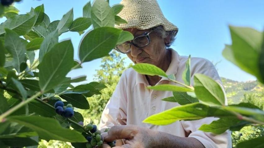 Tüm malvarlığını Polonya'dan getirdiği tohuma yatırdı! Zonguldak arazisinde 500 kilo elde etti: 'Para için yapmadım'