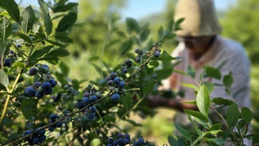 Tüm malvarlığını Polonya'dan getirdiği tohuma yatırdı! Zonguldak arazisinde 500 kilo elde etti: 'Para için yapmadım'