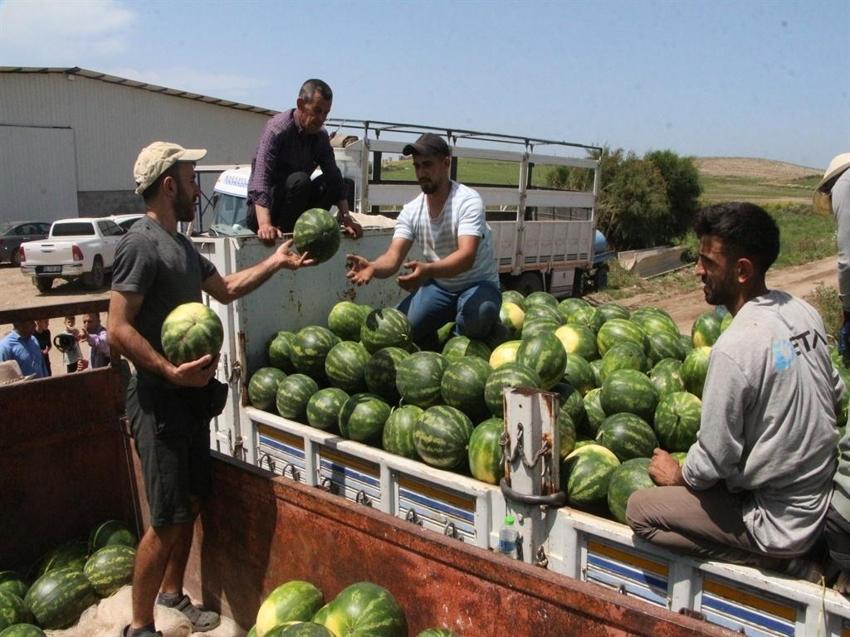 Adana'da bu fiyata rastlanmadı: Hasat devam ederken kilosu 5 TL'ye düştü