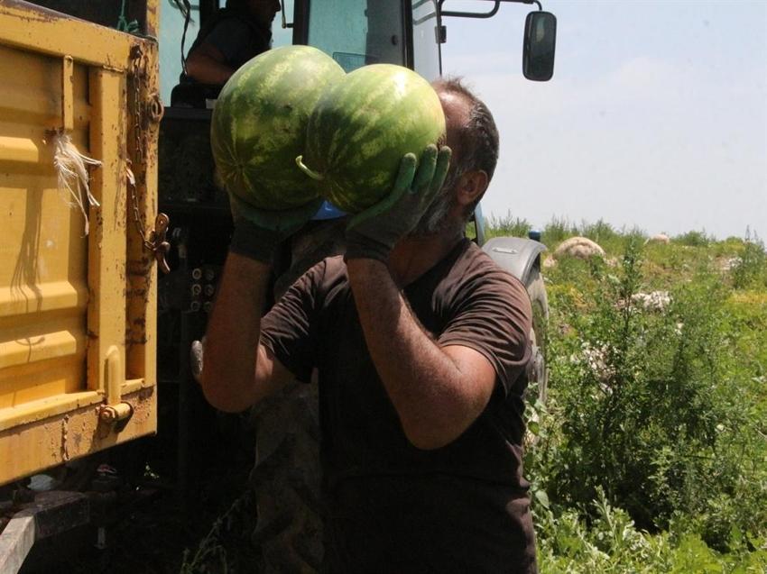 Adana'da bu fiyata rastlanmadı: Hasat devam ederken kilosu 5 TL'ye düştü