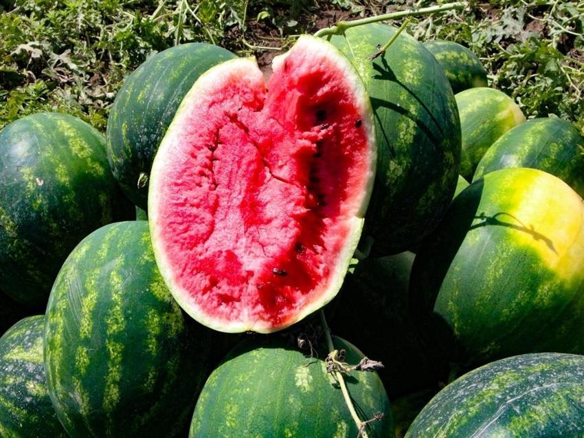 Adana'da bu fiyata rastlanmadı: Hasat devam ederken kilosu 5 TL'ye düştü