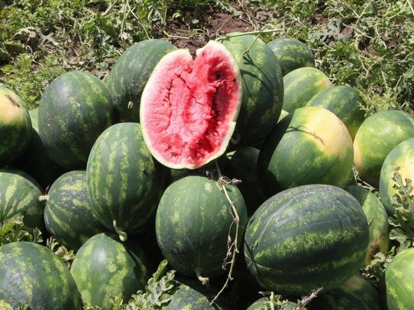 Adana'da bu fiyata rastlanmadı: Hasat devam ederken kilosu 5 TL'ye düştü