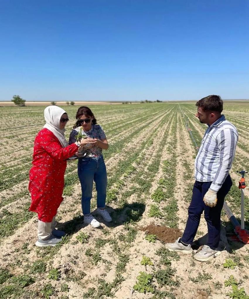 Konya'da meyve ağaçlarında fark edildi: Acil çalışma başlatıldı: Hastalık yayıyor
