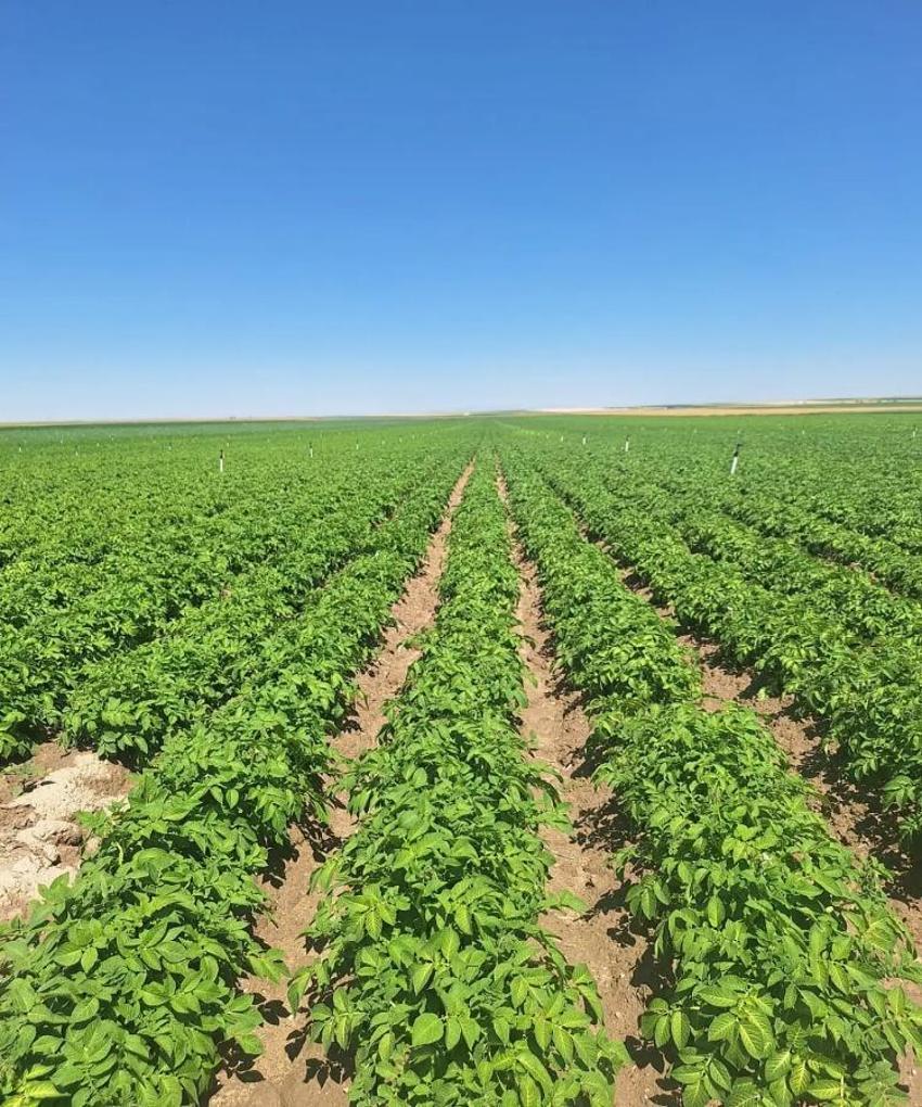 Konya'da meyve ağaçlarında fark edildi: Acil çalışma başlatıldı: Hastalık yayıyor