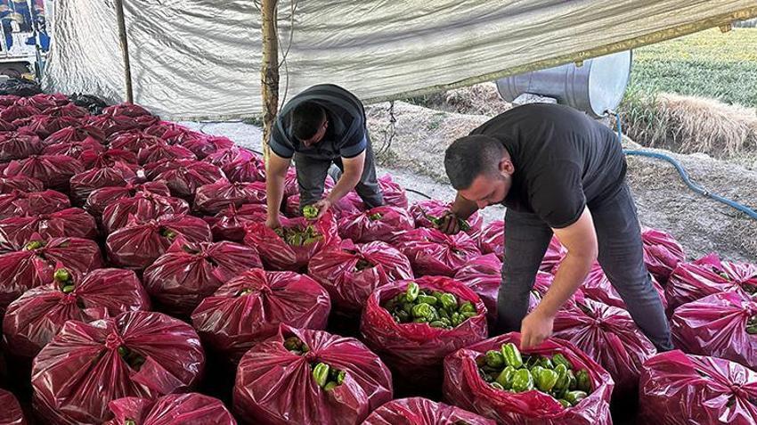 Iğdırlı genç çiftçiden çölü vahaya çevirecek hamle! Bu yöntem sayesinde verimsiz araziden tonlarca meyve ve sebze üretti