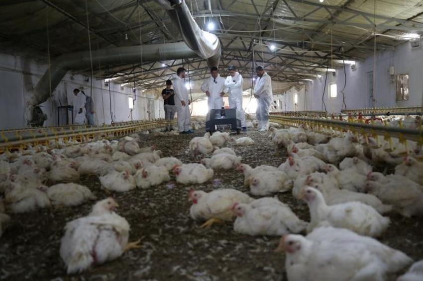 Kümes başına 4 ton verim sağlıyor: Çanakkale'de geliştirildi 'Ölü tavuğu kümes dışına atıyor'