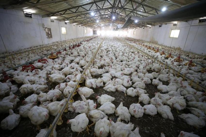 Kümes başına 4 ton verim sağlıyor: Çanakkale'de geliştirildi 'Ölü tavuğu kümes dışına atıyor'