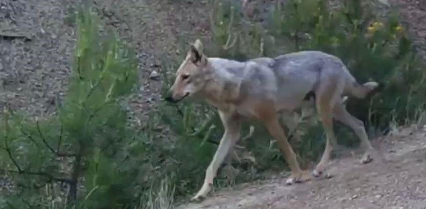 Türkiye'de iki ilde sürü halinde fotokapana yakalandı! Dünya kırmızı listeye almıştı