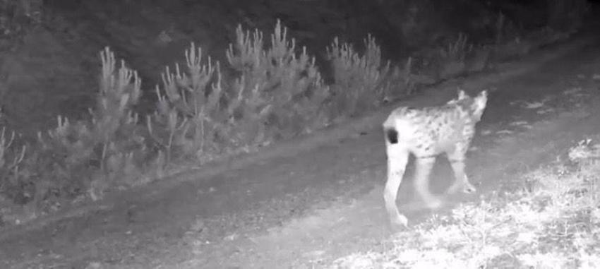 Türkiye'de iki ilde sürü halinde fotokapana yakalandı! Dünya kırmızı listeye almıştı