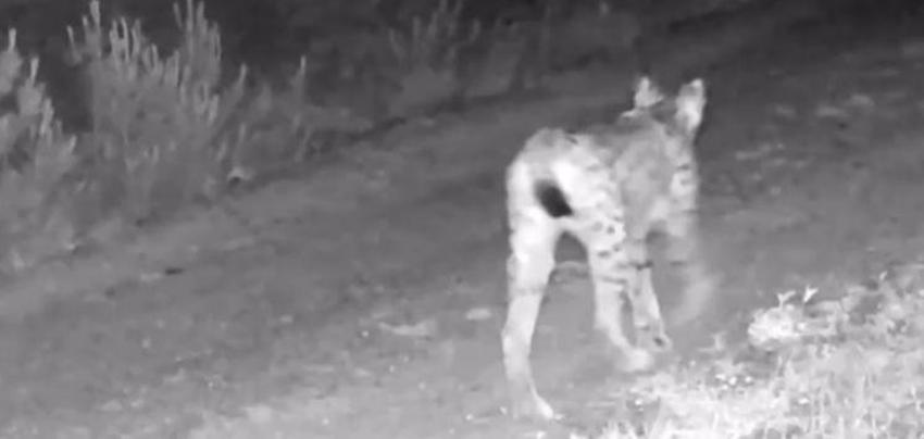 Türkiye'de iki ilde sürü halinde fotokapana yakalandı! Dünya kırmızı listeye almıştı