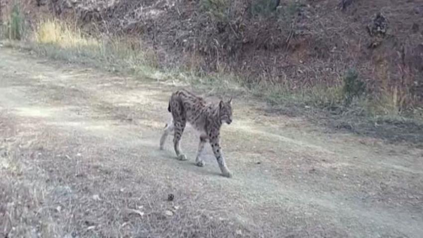 Türkiye'de iki ilde sürü halinde fotokapana yakalandı! Dünya kırmızı listeye almıştı