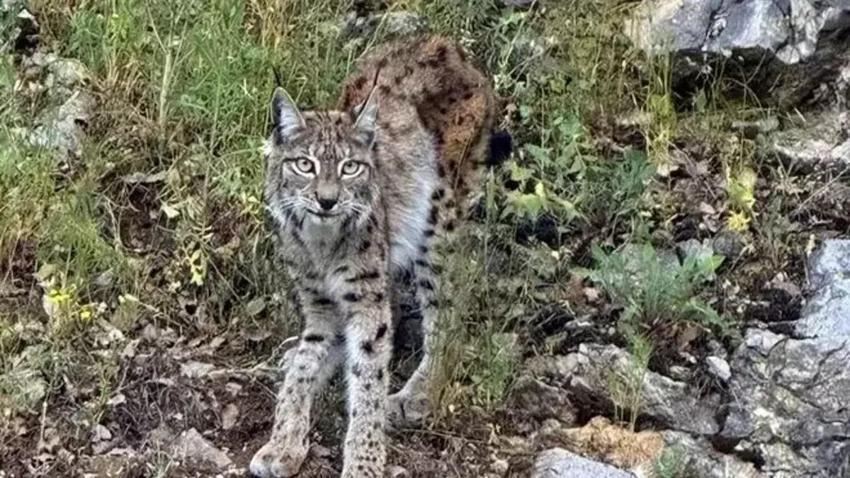 Türkiye'de iki ilde sürü halinde fotokapana yakalandı! Dünya kırmızı listeye almıştı