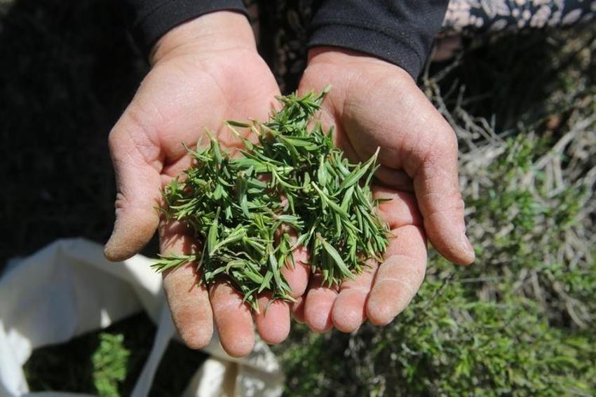 Atıl araziler şifalı toprağa dönüşüyor: Konya'da boş bulunan her yere ekimi var: Üretimi Temmuz'da başlıyor