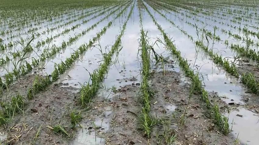 Hava 40 derece hasat zorlu: Kilosu 5 liraya düştü