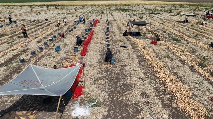 Hava 40 derece hasat zorlu: Kilosu 5 liraya düştü