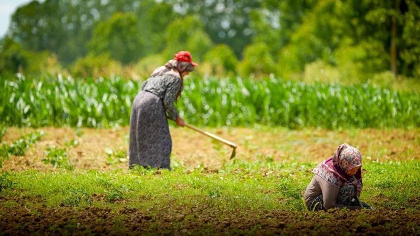 22 bin dekar arazide verimi artıran buluş: Çiftçiler devrimi kutluyor! Kocaeli'de her şey yeniden başladı