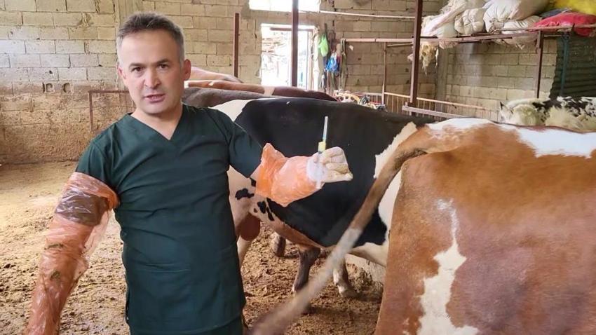 Arı sütüyle hamile kaldı! Türk bilim insanları yeni özelliğini keşfetti: ABD'de yayınlandı