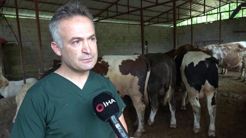 Arı sütüyle hamile kaldı! Türk bilim insanları yeni özelliğini keşfetti: ABD'de yayınlandı