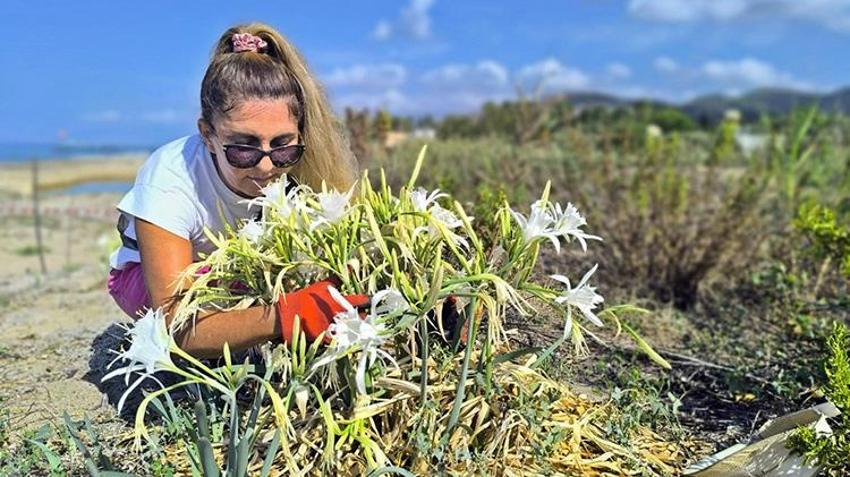 Antalya sahillerinde büyülü güzellik! Kum zambakları ortaya çıktı, koparana ağır ceza var!