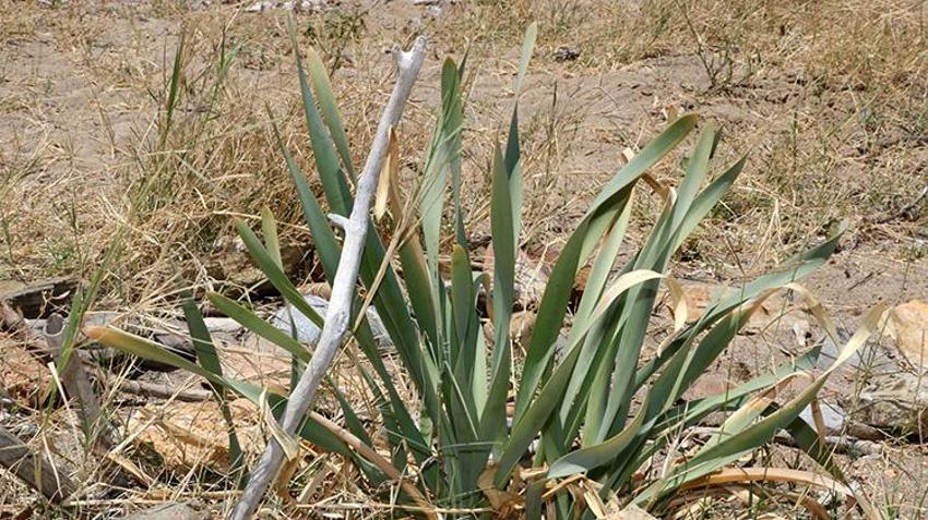 Antalya sahillerinde büyülü güzellik! Kum zambakları ortaya çıktı, koparana ağır ceza var!