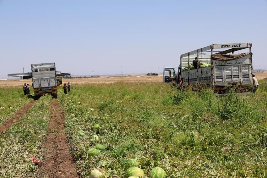 Diyarbakır karpuzunu sıcak vurdu: Tarlada 1 TL, pazarda 80 TL!