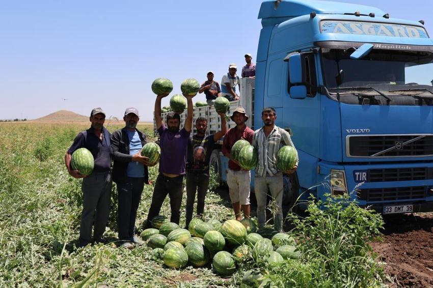Diyarbakır karpuzunu sıcak vurdu: Tarlada 1 TL, pazarda 80 TL!