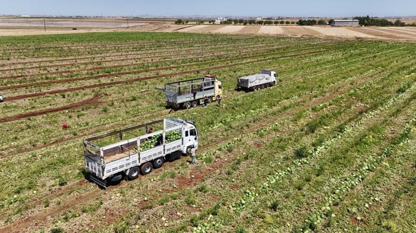 Diyarbakır karpuzunu sıcak vurdu: Tarlada 1 TL, pazarda 80 TL!