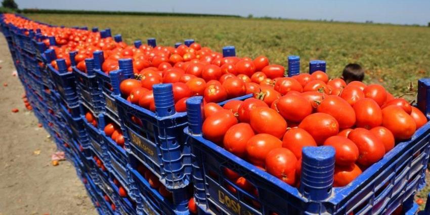 Adana'dan 5 liraya yola çıkıyor! Konya'ya gelene kadar fiyatı kat be kat artıyor '1 dönüm maliye 40 bin TL'
