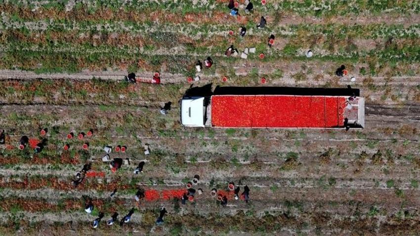 Adana'dan 5 liraya yola çıkıyor! Konya'ya gelene kadar fiyatı kat be kat artıyor '1 dönüm maliye 40 bin TL'