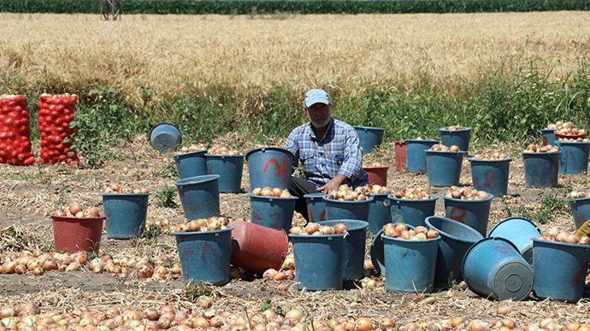 Türkiye'nin soğan ambarı Amasya'da hız verildi: Hasat başladı, yüzde 15'i buradan karşılanıyor!